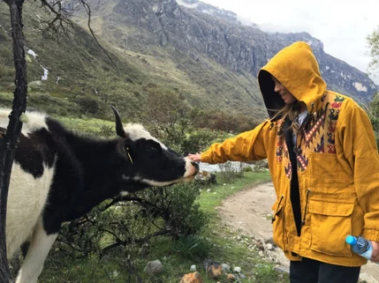 Petting a cow in Peru